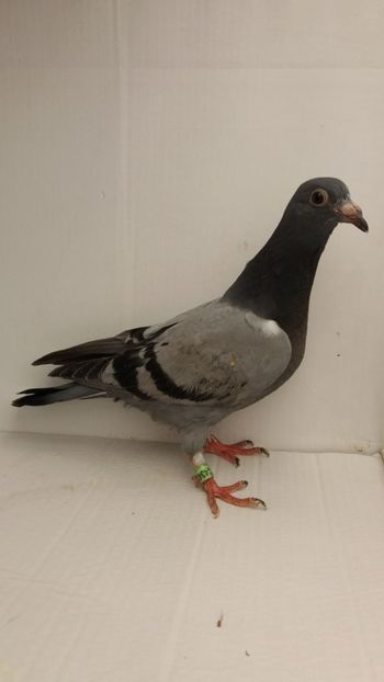 vandut - De vanzare voiajori pui 2018
