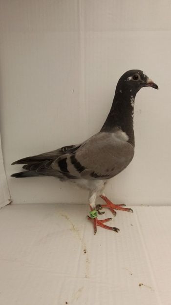 vandut - De vanzare voiajori pui 2018