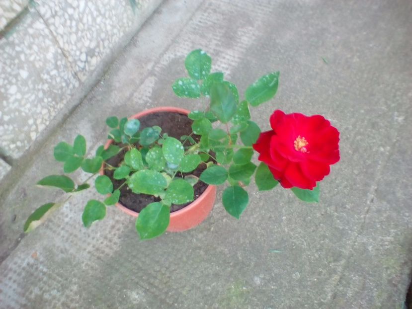 20 06 2018 - Lavaglut