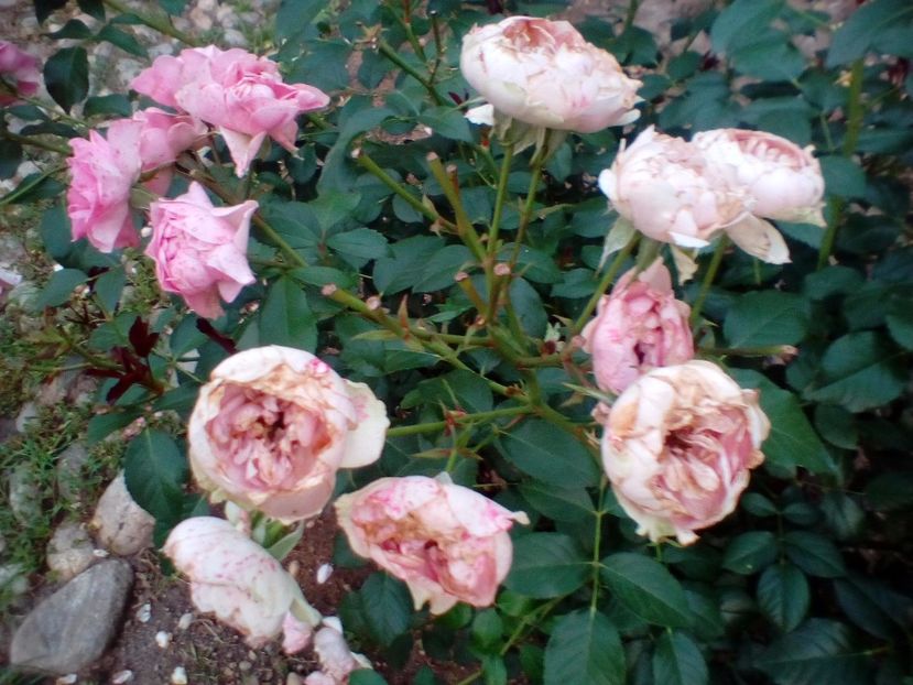 ploaie zilnic... - I am grateful