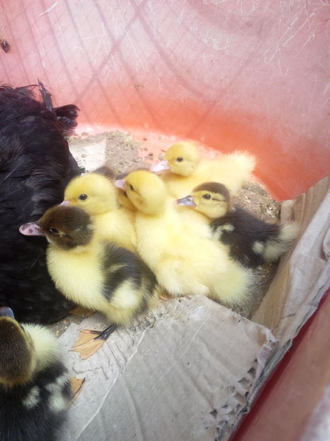  - rate lesesti-agroland