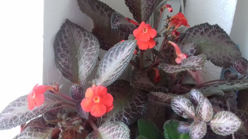 Episcia Raspberry Blush - A Episcia