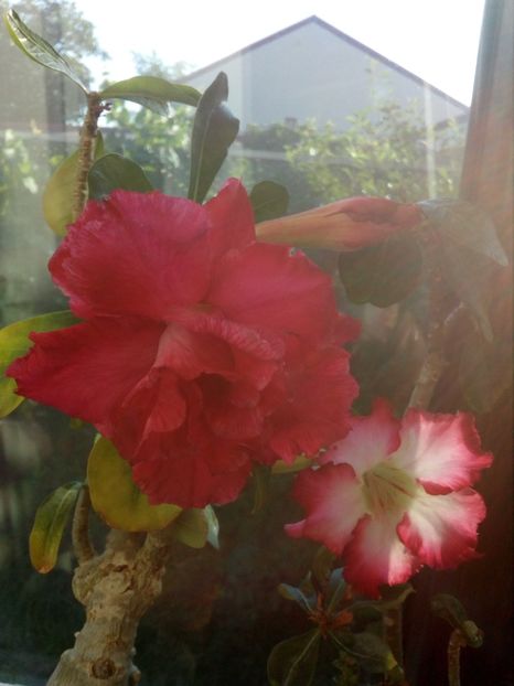 Cea mai mare floare de adenium care am vazut-o - Adenium Hoya si alte plante suculente