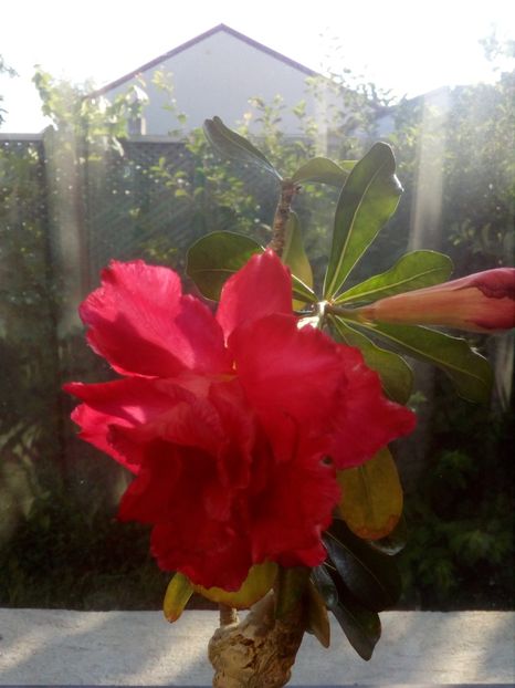  - Adenium Hoya si alte plante suculente