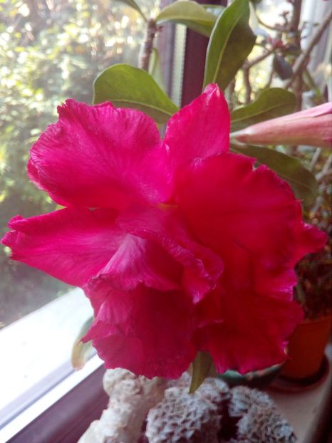  - Adenium Hoya si alte plante suculente