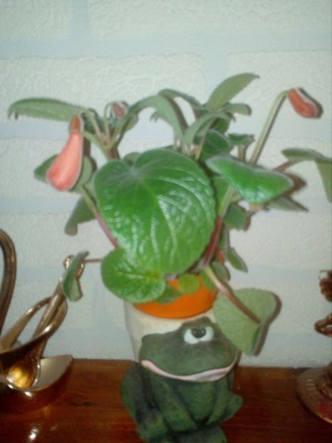 Sinningia MG's Painted Orange curand floricioasa - Sinningia