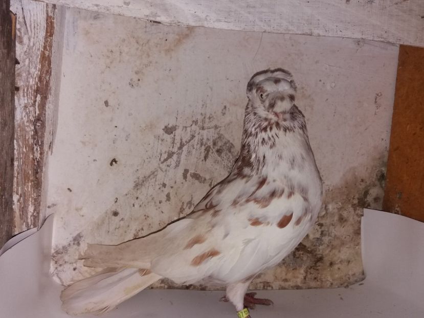 9001  mascul  2017 - Plecați ALBUM 2