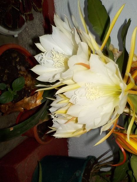  - Genul Epiphyllum