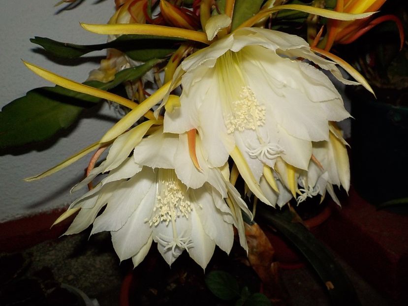  - Genul Epiphyllum