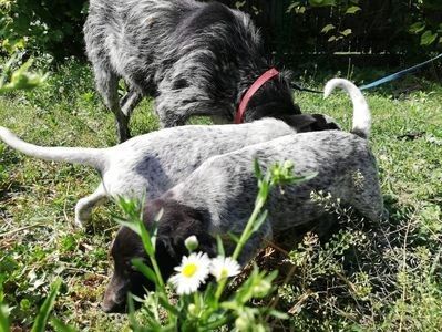 110870745_JHFQAHI - Câini de vânătoare de vanzare