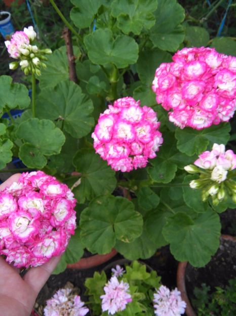 Apleblossom Rosebud - A-Muscate 2018