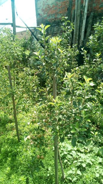 opal - Vara 2018 prin gradina