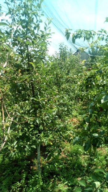  - Vara 2018 prin gradina