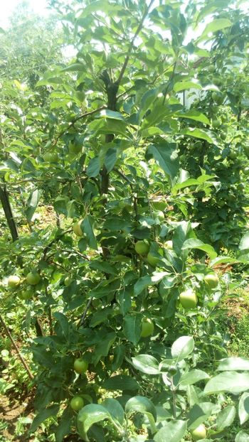  - Vara 2018 prin gradina