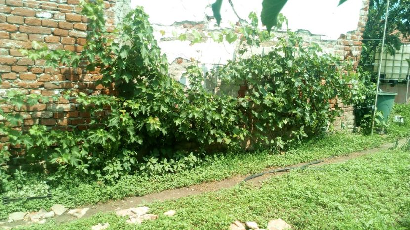 struguri - Vara 2018 prin gradina