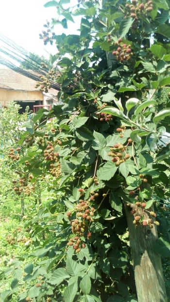 mur fara tepi - Vara 2018 prin gradina