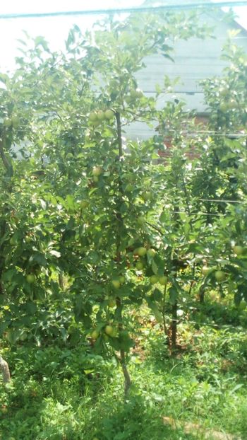  - Vara 2018 prin gradina