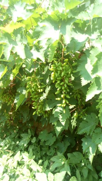  - Vara 2018 prin gradina