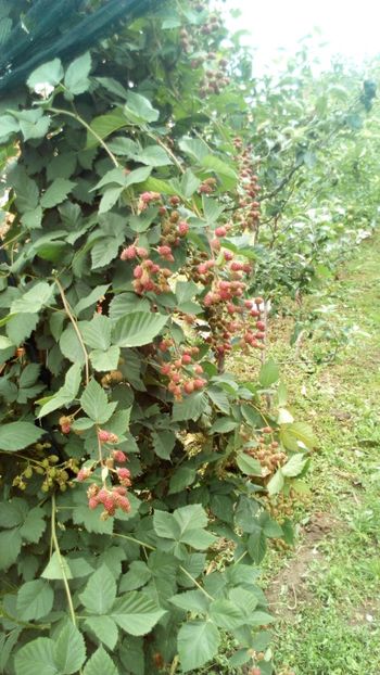 mur - Vara 2018 prin gradina