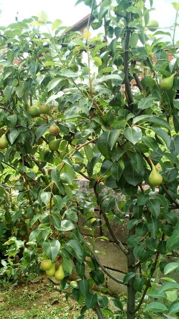  - Vara 2018 prin gradina