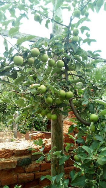 ionagold - Vara 2018 prin gradina