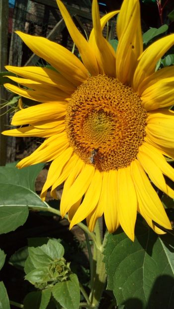  - Vara 2018 prin gradina