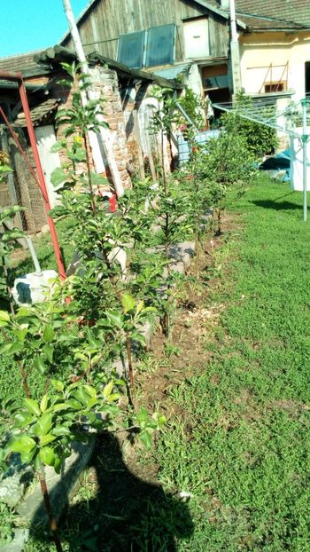 topaz - Vara 2018 prin gradina