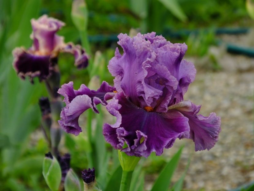  - 2018_07_Irisi_inalti