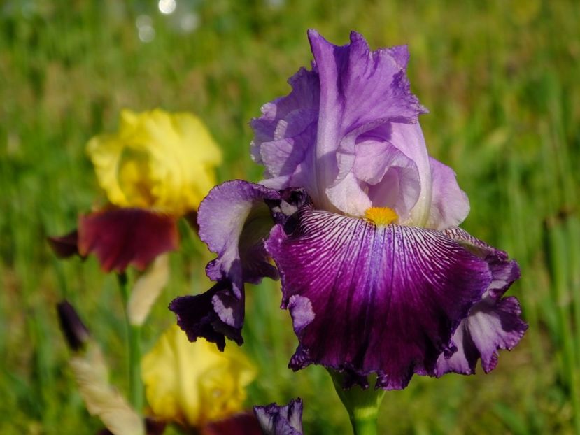  - 2018_07_Irisi_inalti