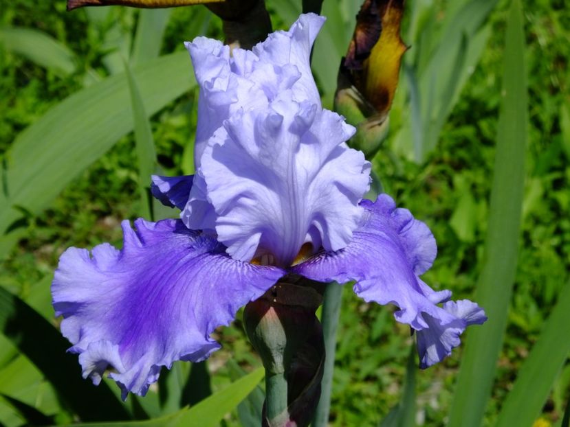  - 2018_07_Irisi_inalti