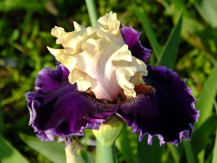  - 2018_07_Irisi_inalti