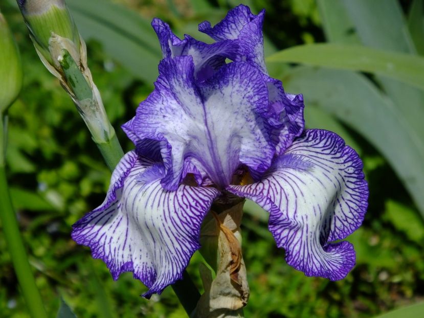  - 2018_07_Irisi_inalti