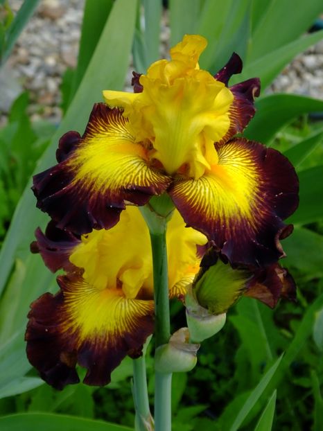  - 2018_07_Irisi_inalti