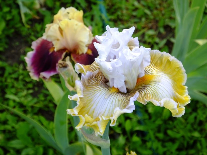  - 2018_07_Irisi_inalti