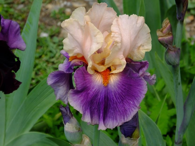  - 2018_07_Irisi_inalti