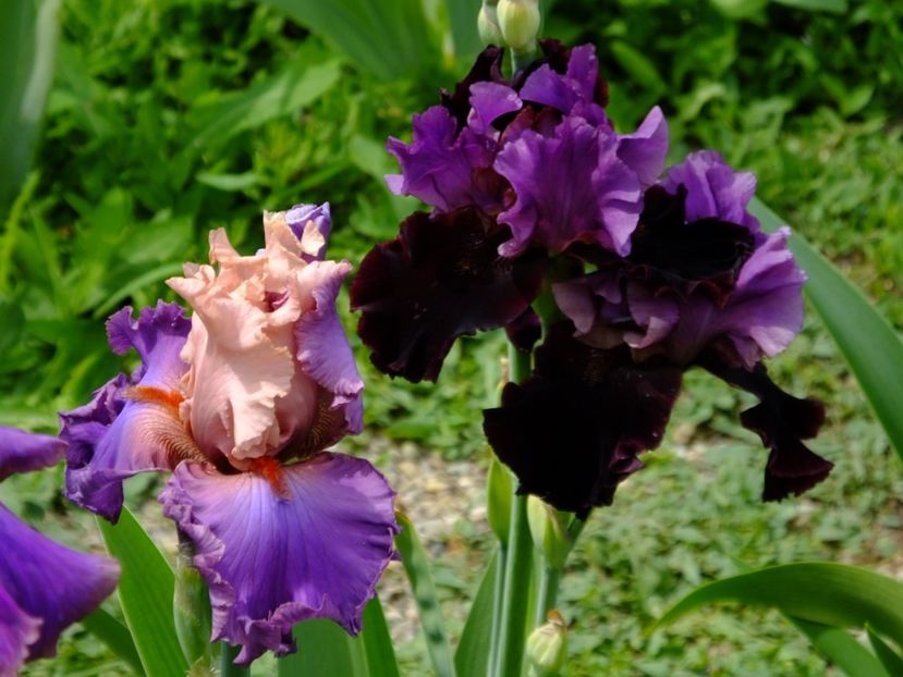  - 2018_07_Irisi_inalti