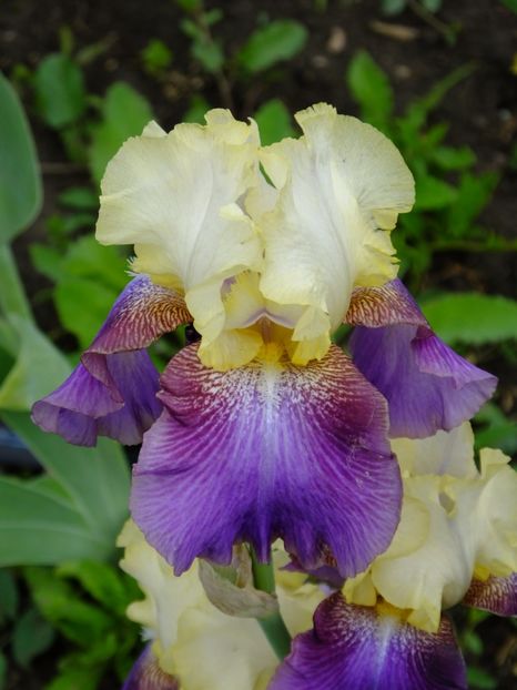  - 2018_07_Irisi_inalti