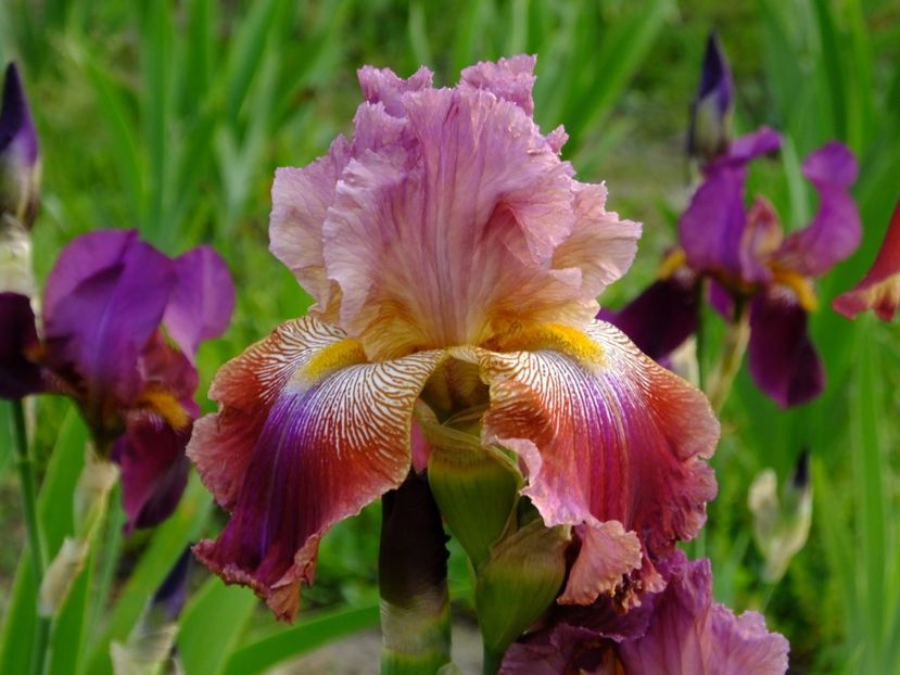  - 2018_07_Irisi_inalti