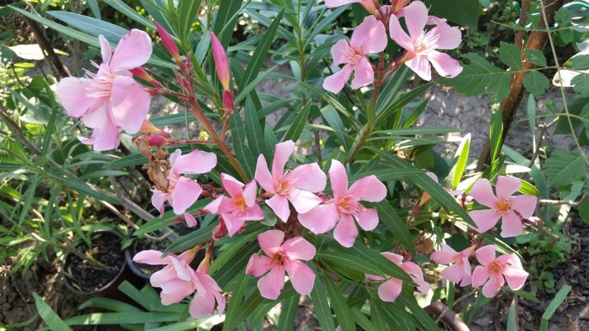 Tito Poggi - Flori apartament