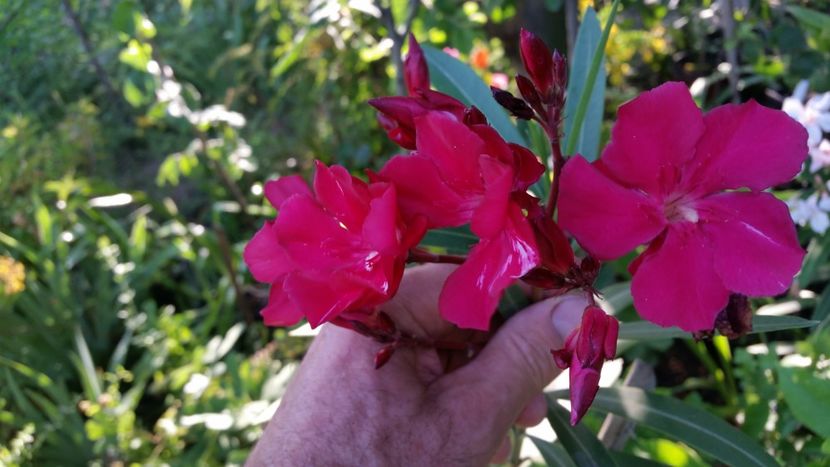 Italia - Flori apartament