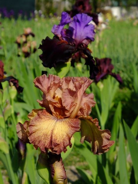  - 2018_07_Irisi_inalti