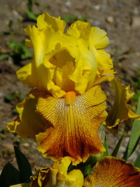  - 2018_07_Irisi_inalti