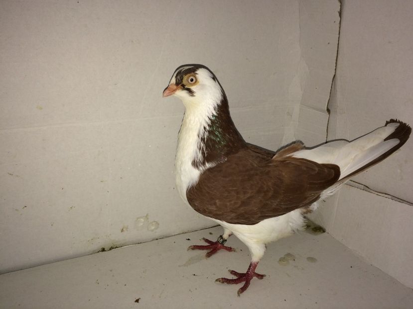 femelă  2014 - 00001 porumbei dragi mie arhivă