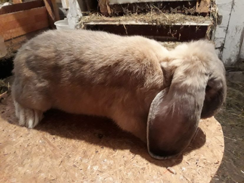  - Mascul mignon-arhiva