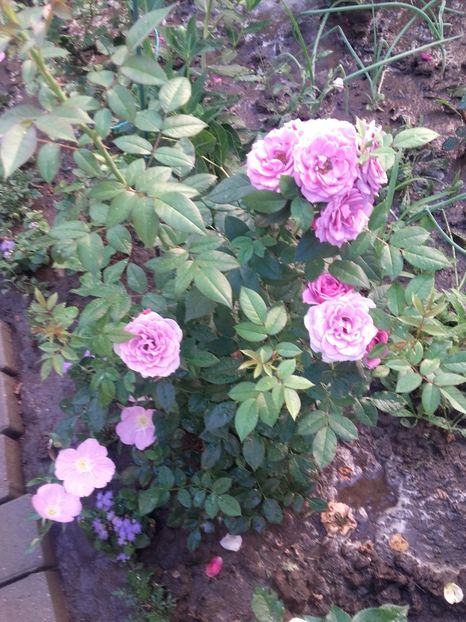 Lavander flower circus - Gradina-2018