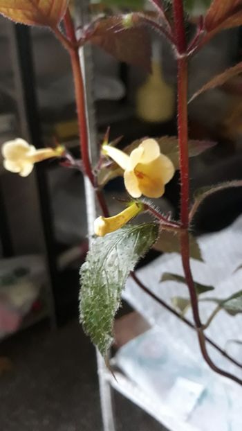  - R18 Yellow Beauty - renuntat