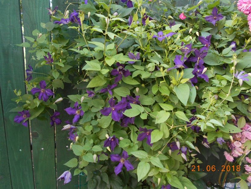 - 3Clematite2018