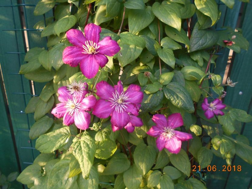  - 3Clematite2018