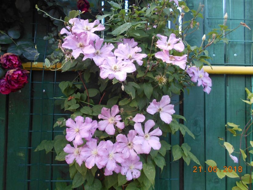  - 3Clematite2018