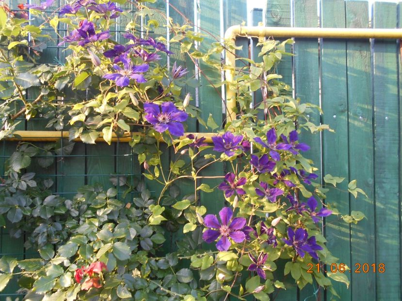  - 3Clematite2018